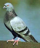 Pigeonone